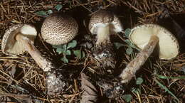 Image of Lepiota