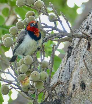 Image of Black-collared Barbet