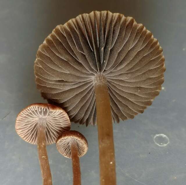 Image de Psathyrella