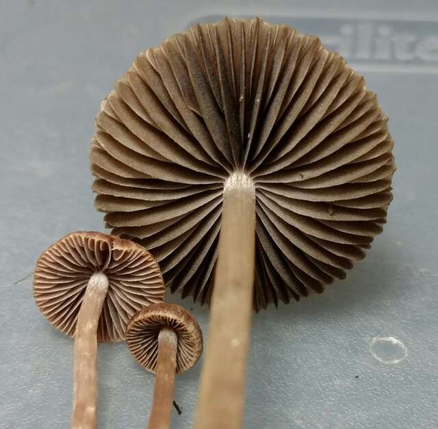 Plancia ëd Psathyrella