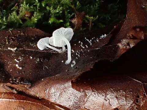 Imagem de Hemimycena