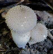 Imagem de Lycoperdon