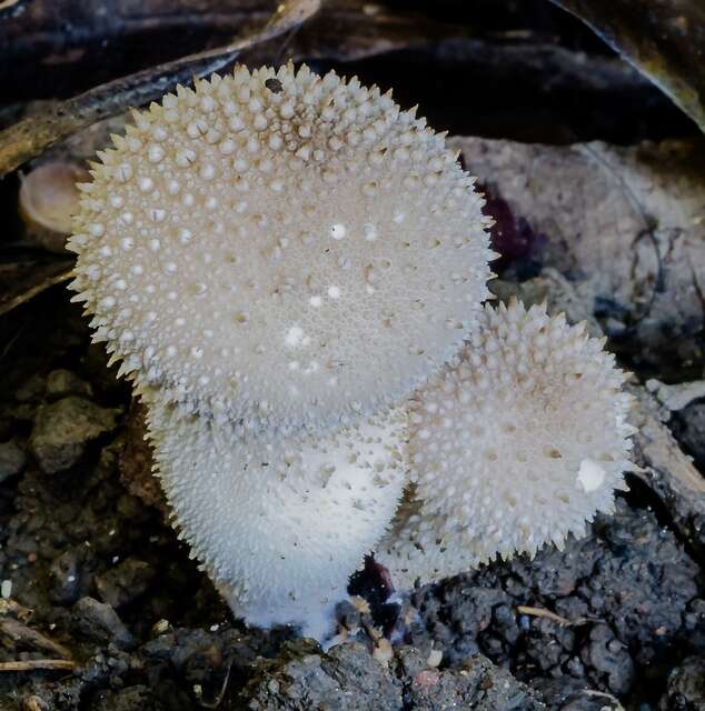 Imagem de Lycoperdon