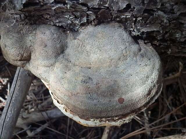 Image of <i>Fomitopsis schrenkii</i>