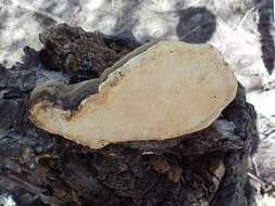 Imagem de <i>Fomitopsis schrenkii</i>