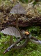 Imagem de Mycena leptocephala (Pers.) Gillet 1876