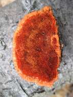 Image of Pycnoporus