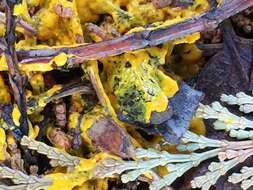 Image of Egg-shell Slime Mold