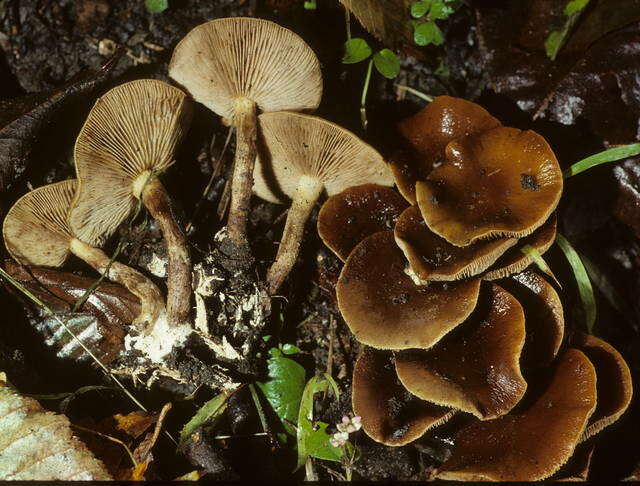 Agrocybe firma (Peck) Singer 1940 resmi