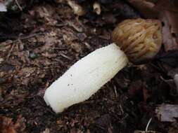 Image of Morchella punctipes Peck 1903