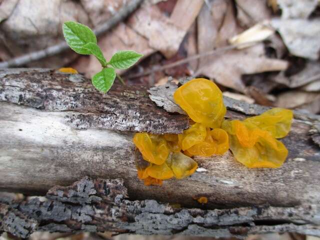 Image of Tremella