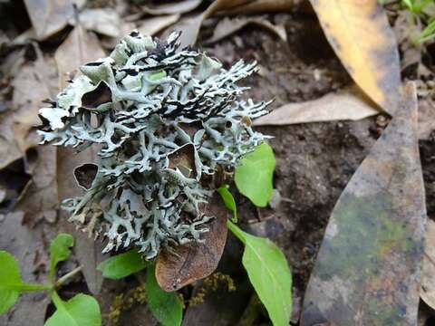 Image of Forked tube lichen