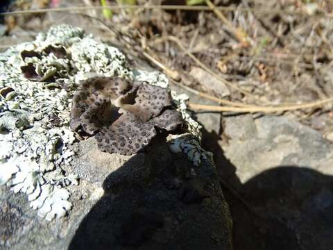 Image of Emery rock tripe