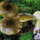 Plancia ëd Tricholoma viridilutescens M. M. Moser 1978