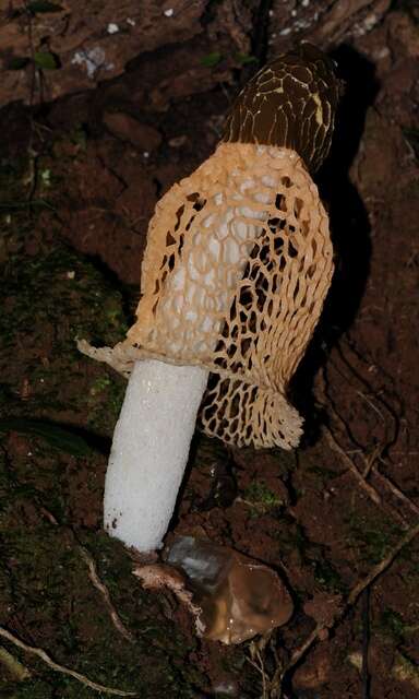 Image of <i>Phallus multicolor</i> (Berk. & Broome) Cooke