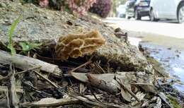 Plancia ëd Morchellaceae