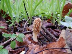 Image of Morchella diminutiva M. Kuo, Dewsbury, Moncalvo & S. L. Stephenson 2013