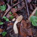 Plancia ëd Morchella diminutiva M. Kuo, Dewsbury, Moncalvo & S. L. Stephenson 2013