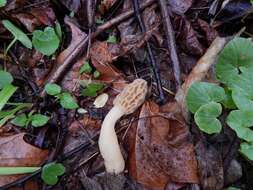 Image of Morchella diminutiva M. Kuo, Dewsbury, Moncalvo & S. L. Stephenson 2013