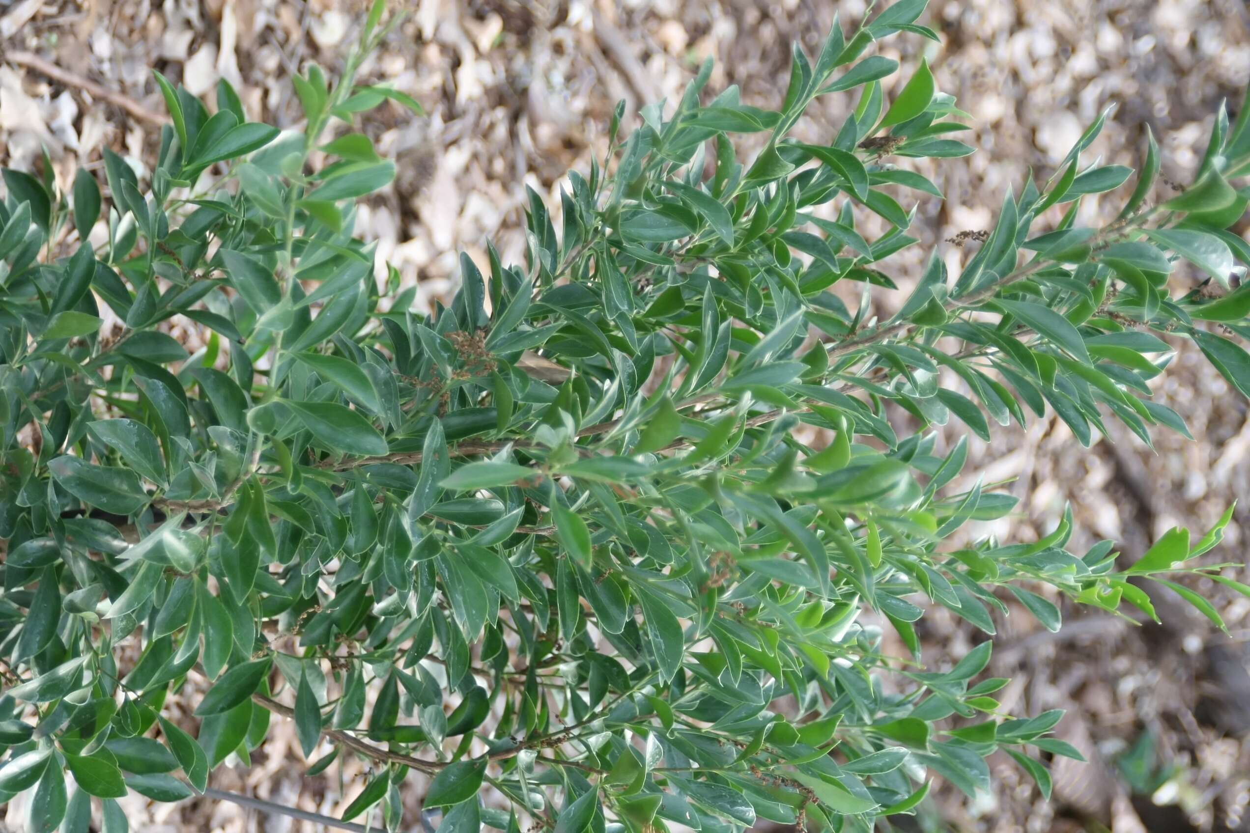 Image of Florida boxwood