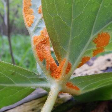 Image of Puccinia podophylli Schwein. 1822