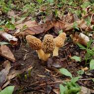 Plancia ëd Morchella americana Clowez & Matherly 2012