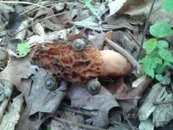 Plancia ëd Morchella americana Clowez & Matherly 2012