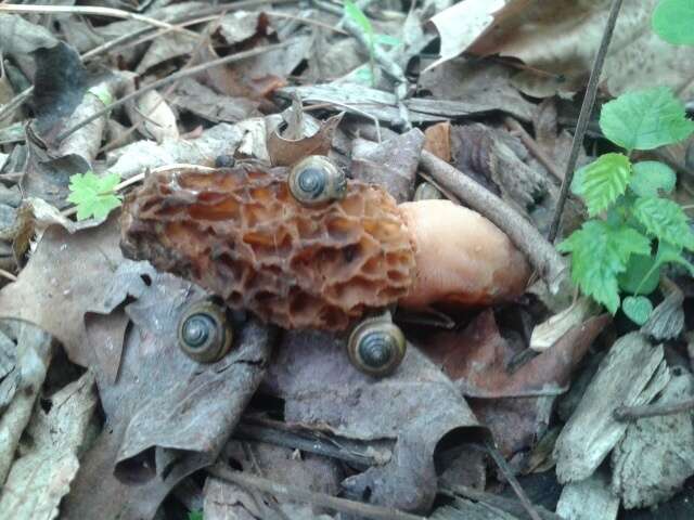 Plancia ëd Morchella americana Clowez & Matherly 2012