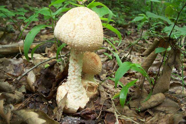 Plancia ëd Amanita daucipes (Sacc.) Lloyd 1898