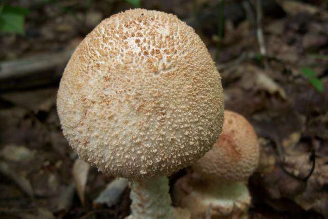 Plancia ëd Amanita daucipes (Sacc.) Lloyd 1898