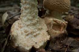 Plancia ëd Amanita daucipes (Sacc.) Lloyd 1898