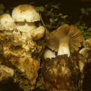 Image de Psathyrella epimyces (Peck) A. H. Sm. 1972