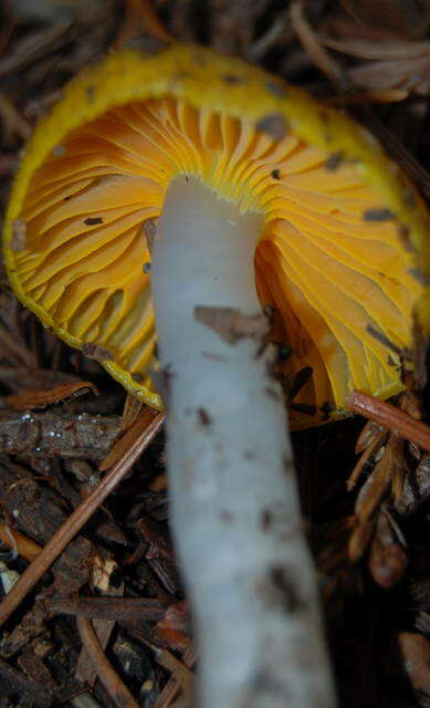 Plancia ëd Hygrocybe flavifolia (A. H. Sm. & Hesler) Singer 1951