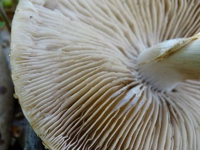 Image de Agrocybe