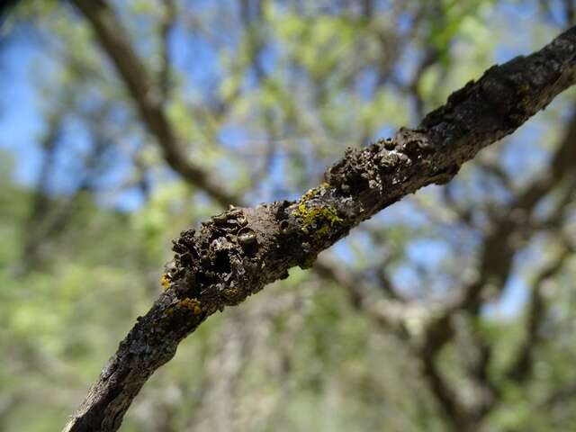 Image of Camouflage lichens