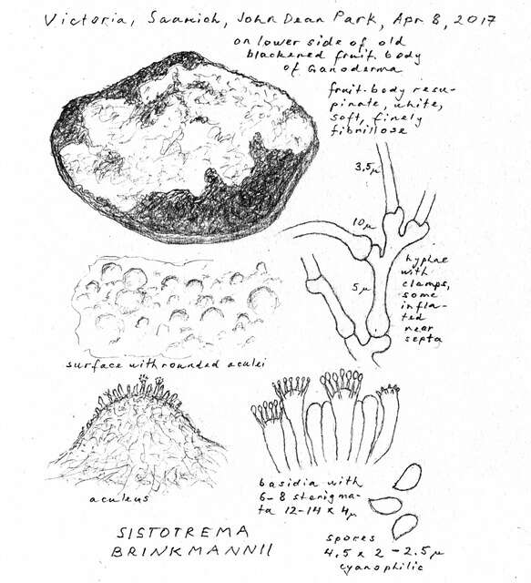 Image of Sistotrema