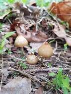 Image of Psilocybe ovoideocystidiata Guzmán & Gaines 2007