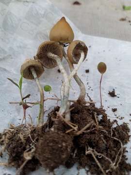 Image of Psilocybe ovoideocystidiata Guzmán & Gaines 2007