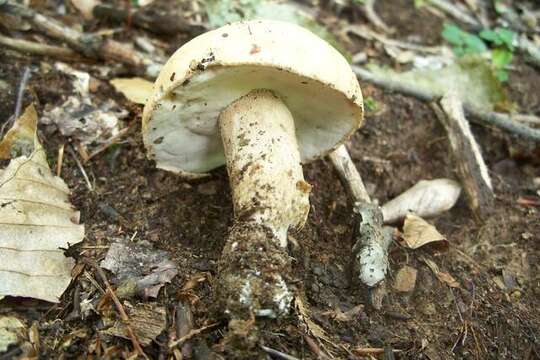 Image of Boletus nobilis Peck 1905