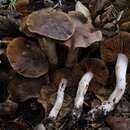 Sivun Cortinarius ohlone Bojantchev 2013 kuva