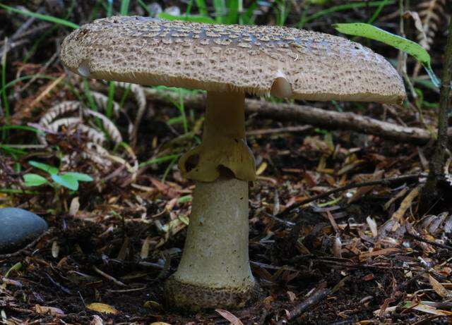 Image of Amanita nothofagi G. Stev. 1962