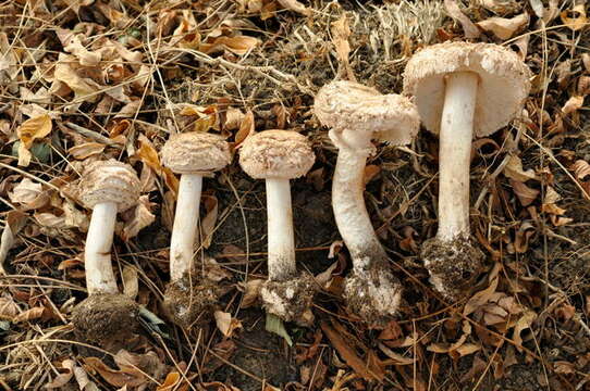 Image of Chlorophyllum brunneum (Farl. & Burt) Vellinga 2002