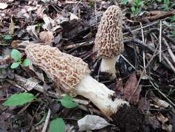 Image of Morchella americana Clowez & Matherly 2012