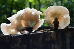 Image of Pleurotus