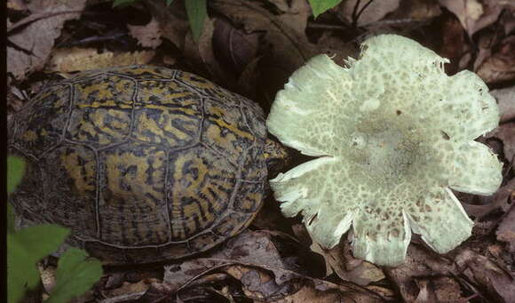 Image of Russula parvovirescens Buyck, D. Mitch. & Parrent 2006