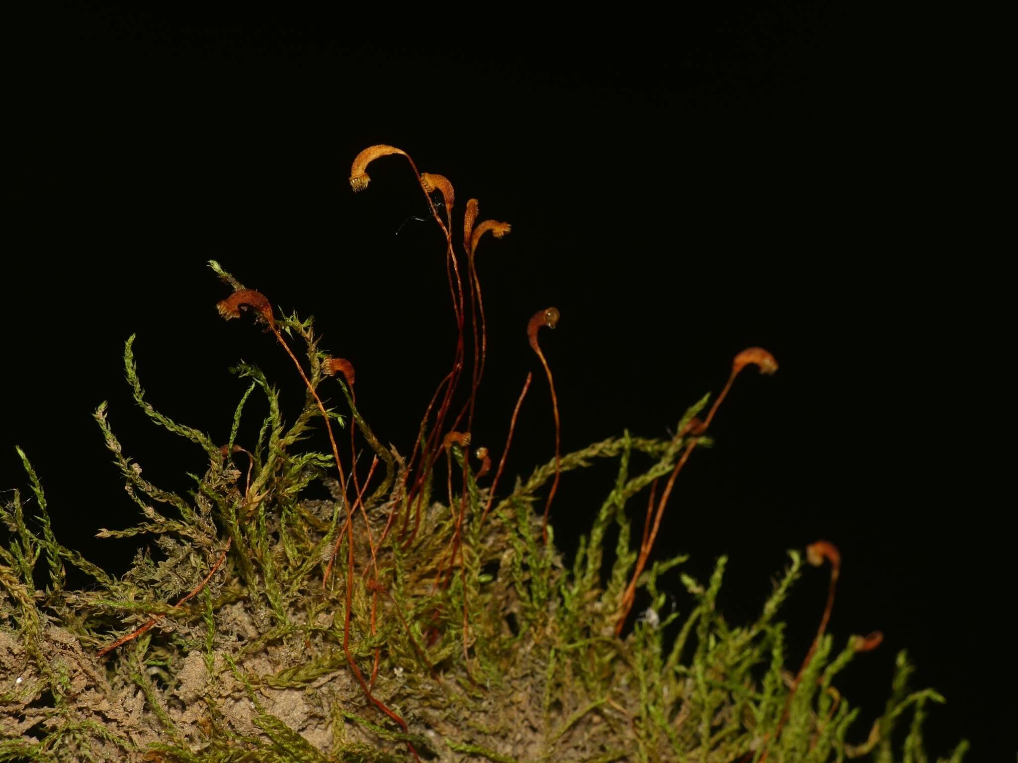 Image of Hygroamblystegium varium