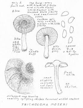 Image of Tricholoma moseri Singer 1989