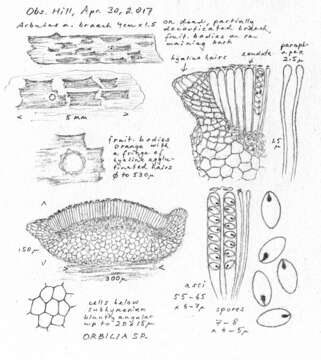 Imagem de Orbiliomycetes