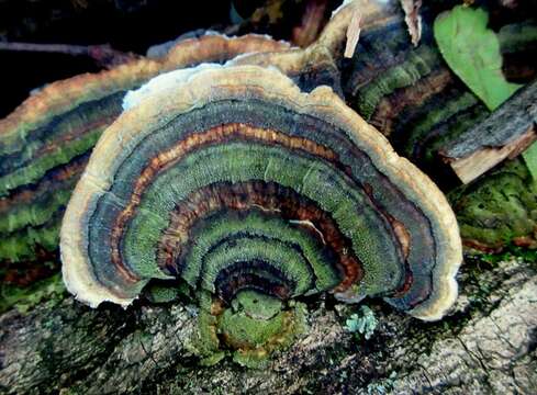 Image of Trametes