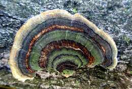 Image of Trametes